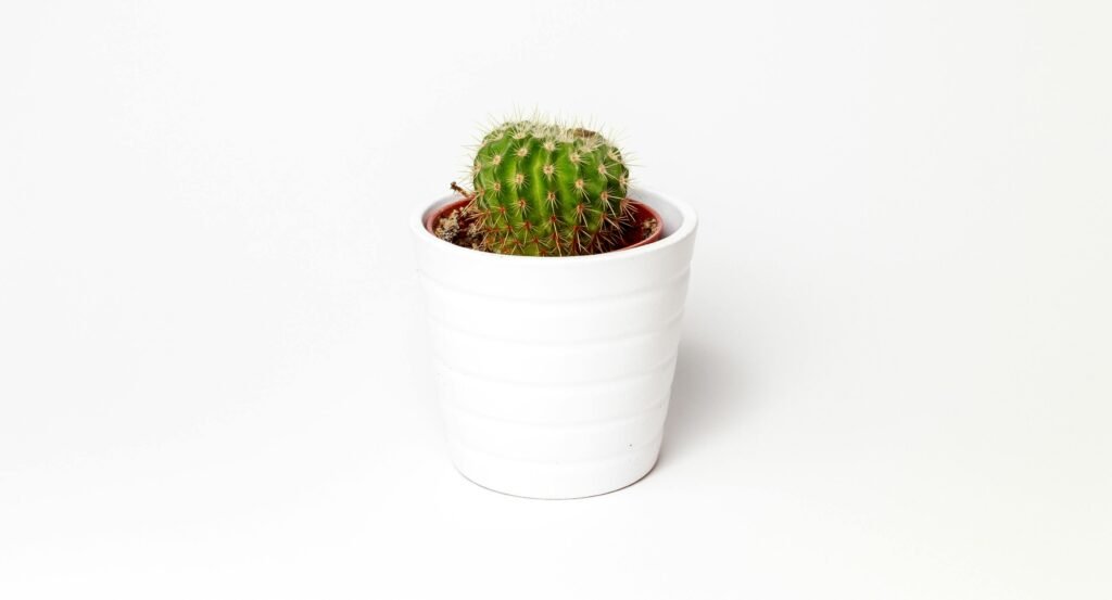 A small round cactus in a white pot, captured with minimalist style against a plain white background.