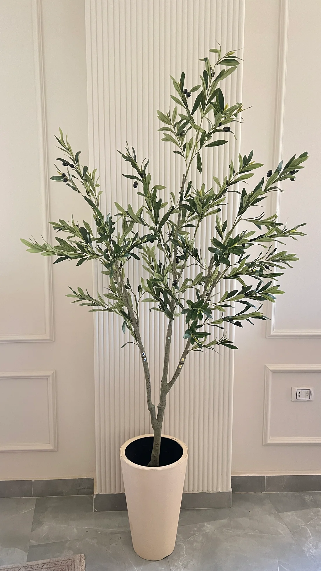 multi-trunk olive tree