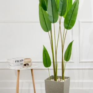 Bird Of Paradise Plant