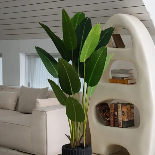 Cavendish Banana Plant