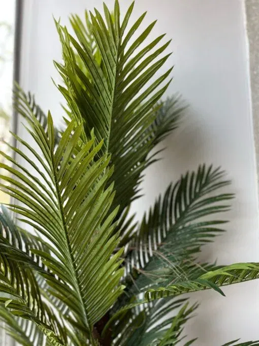 Tropical Grandeur Palm