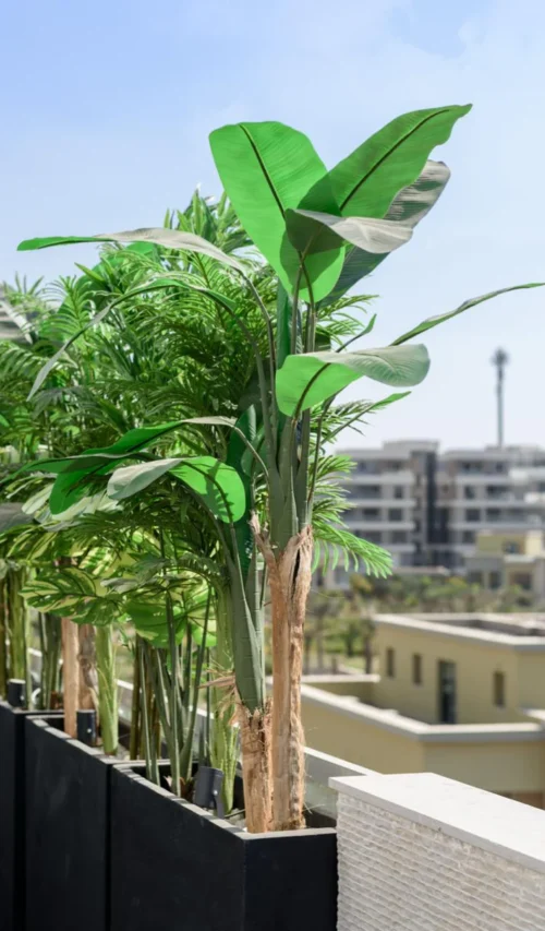 Lifelike Artificial Cavendish Banana Plant Double 170cm